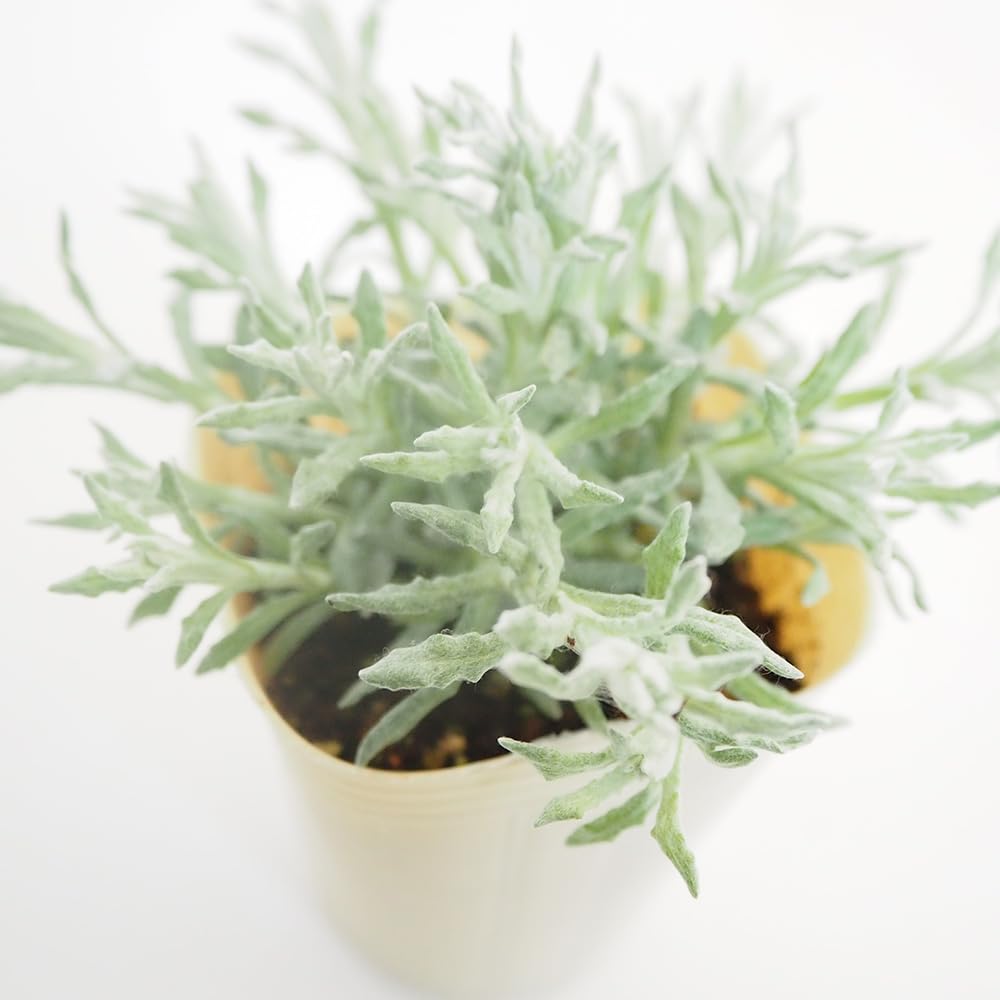 Amazon.co.jp: ITANSE ヘリクリサム シルバーパティオ 2.5号 6個